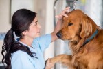 Curso Auxiliar de Veterinrio e Pet Shop / 60 horas