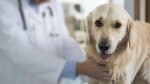 Curso Urgncia e Emergncia Veterinria / 50 horas