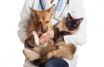 Curso Cuidados Clínicos no Pós-operatório de Cães e Gatos / 60 horas