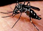 Curso Dengue – Prevenção, Diagnóstico e Tratamento / 60 horas
